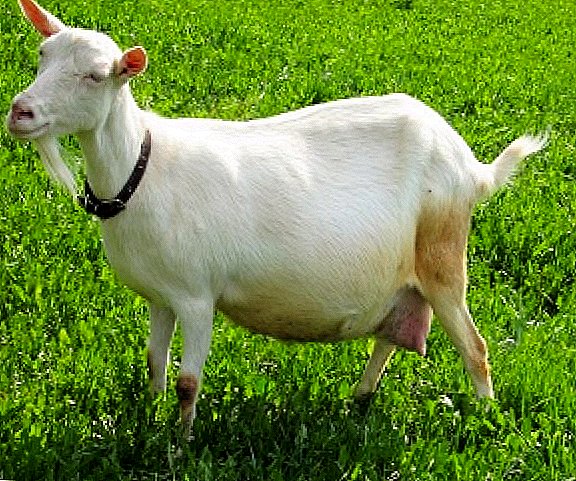 كيفية الحفاظ وكيفية تغذية الماعز الألبان