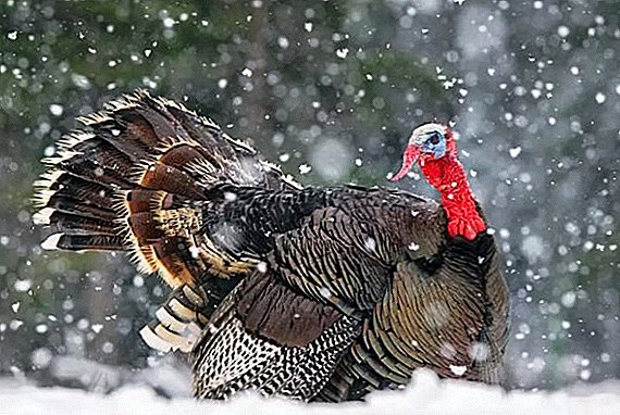How to keep turkeys in the winter at home