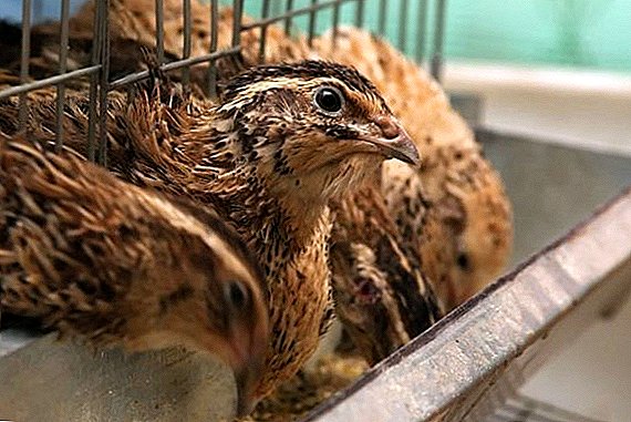 How to keep quail at home in winter