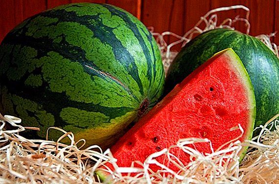 Bagaimana cara menyimpan semangka sebelum Tahun Baru