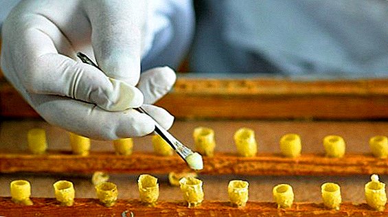 How to maintain the healing properties of royal jelly