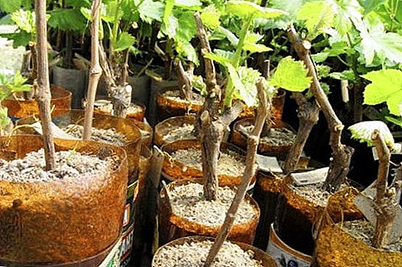 كيفية الحفاظ على العنب chubuk في القبو: نصائح