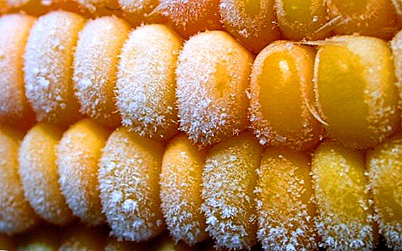 How to save corn for winter: freezing