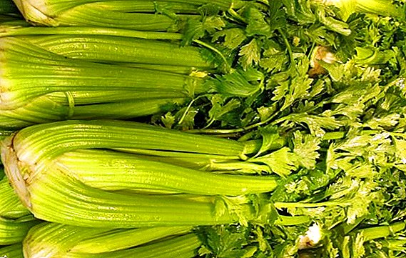 How to keep celery for the winter at home?
