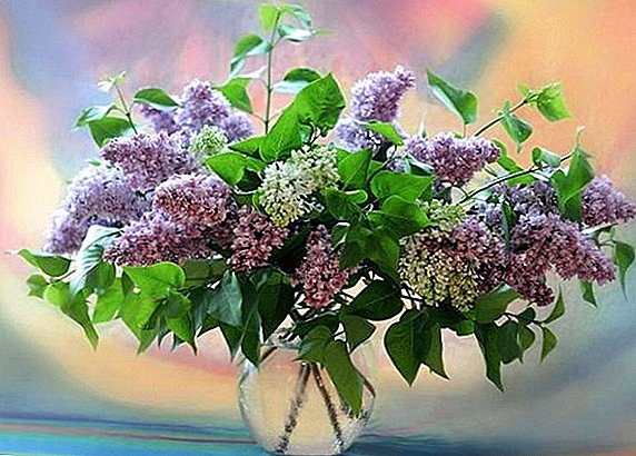 How to save cut lilac: basic principles and rules