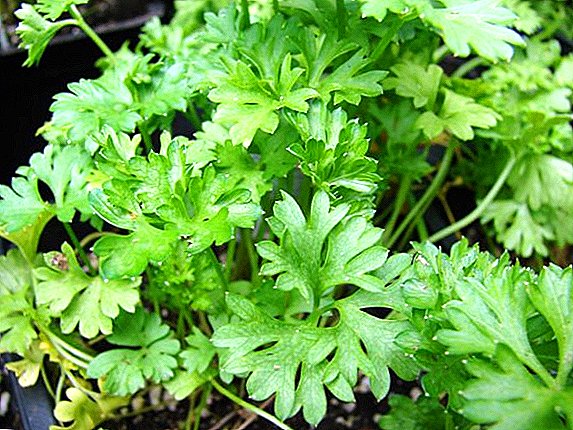 How to preserve the freshness of parsley in the winter, recipes for harvesting spicy herbs