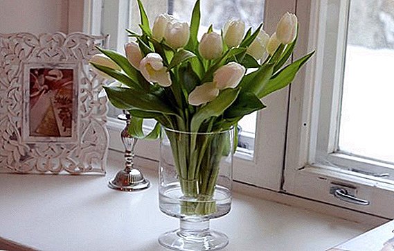 チューリップを花瓶に保管する方法：切り花の生涯を続ける方法