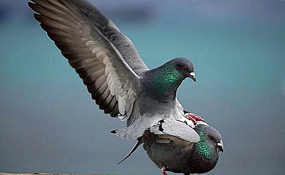 How do pigeons mate