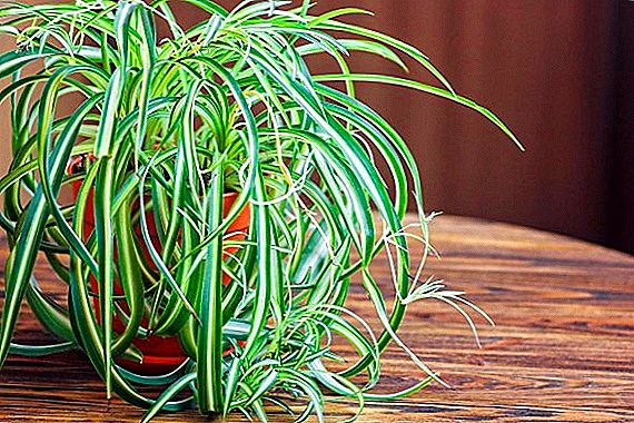 Как да се спаси chlorophytum от изсушаване на върховете на листата