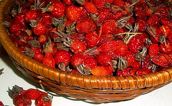 How to dry rosehip at home to preserve its usefulness