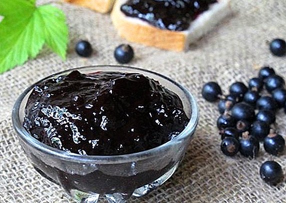 How to cook black currant jam "Five minutes"