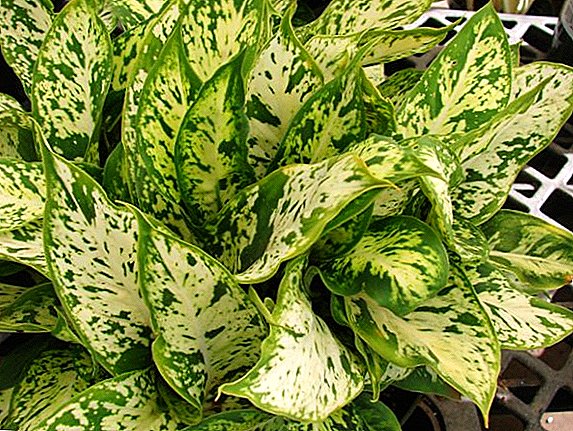 How to protect dieffenbachia from pests, and why they appear