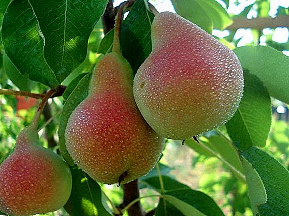 How to protect the "Cathedral" pear from diseases and pests