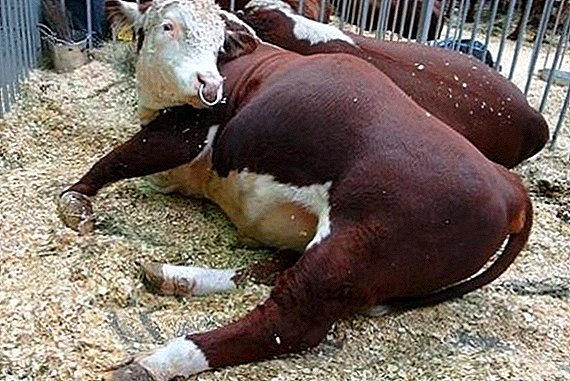 Kako zaščititi govedo (govedo) pred pasteurelozo