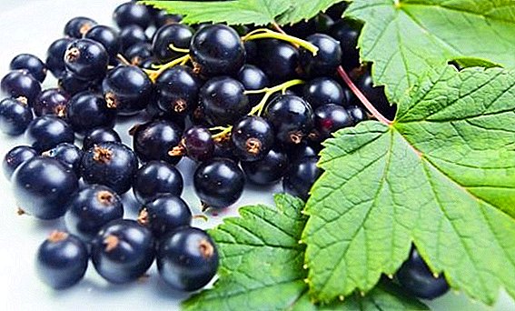 How to protect your currants from diseases and pests