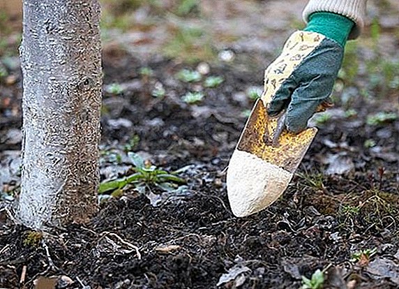 Kako gnojiti drevesa
