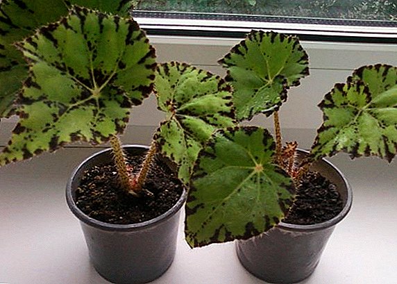 How to care for tiger begonia at home?