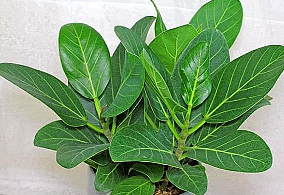 How to care for the Bengal ficus at home