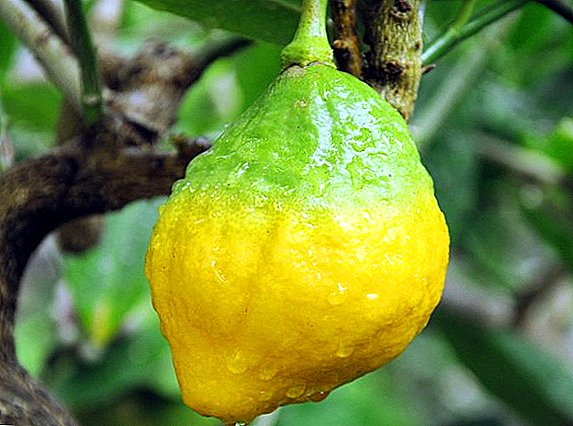 Hoe om te zorgen voor citron thuis