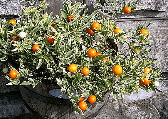 Wie für Solanumblume zu Hause sich interessieren