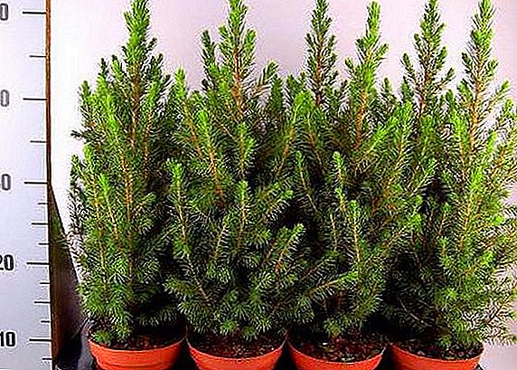 How to care for conic spruce in a pot