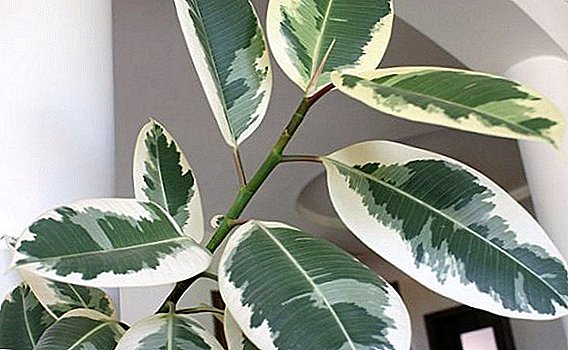 How to care for ficus Tineke at home