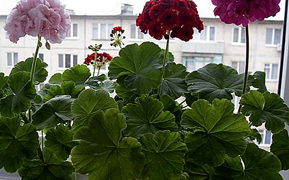 Hoe zorg je voor geraniums in de winter in het appartement?