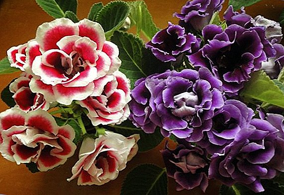 How to care for gloxinia after flowering?