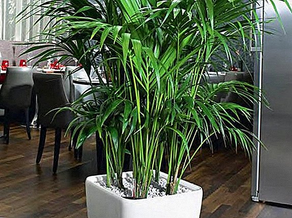 How to care for Forster Howe's: growing room palm