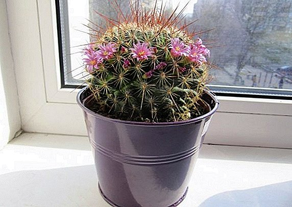How to care for cactus at home?
