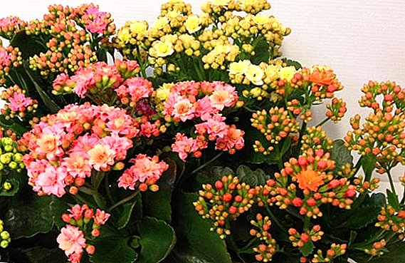 How to care for Kalanchoe Kalandiva: planting and growing plants at home