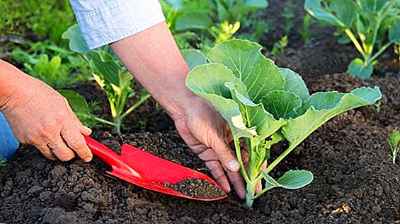 How to care for cabbage after planting in open ground