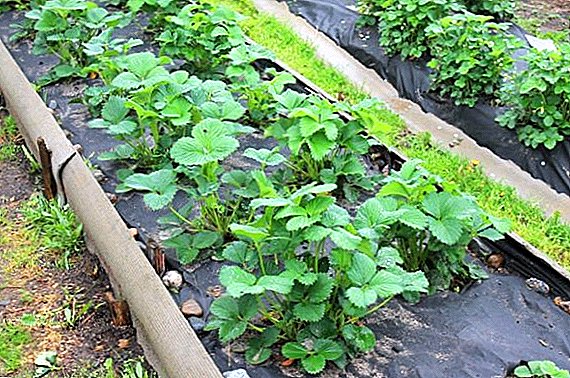 Comment entretenir les fraises au printemps: conseils de jardiniers expérimentés