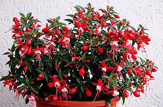 How to care for room fuchsia