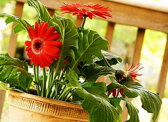 How to care for a room gerbera in a pot