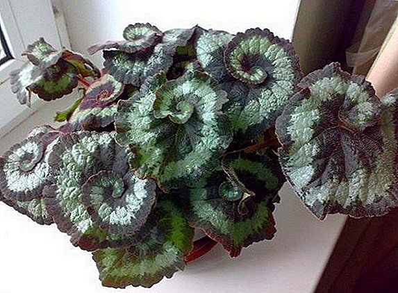 How to care for the royal begonia at home