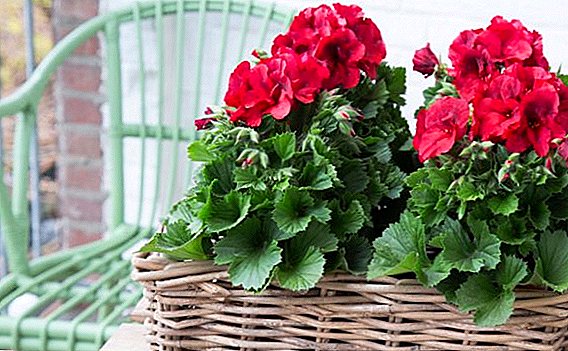 How to care for royal pelargonium: best tips