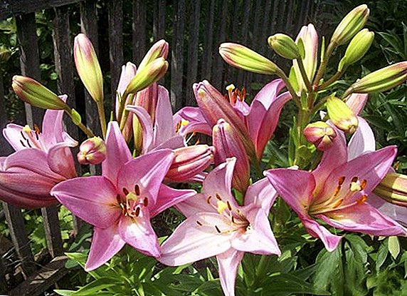 How to care for lilies after flowering