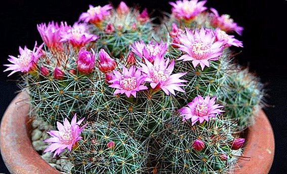 How to care for mammilaria at home
