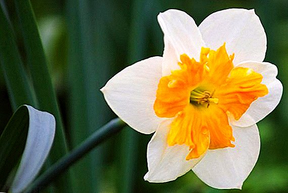 Bagaimana untuk menjaga daffodil selepas berbunga