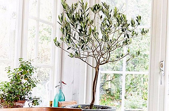 Hur man bryr sig om ett olivträd hemma
