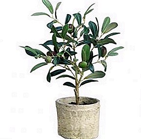 شجرة الزيتون Olea Europaea الرعاية المنزلية إنتاج المحاصيل