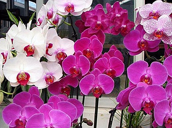 Wie man sich für Phalaenopsis-Orchideen interessiert