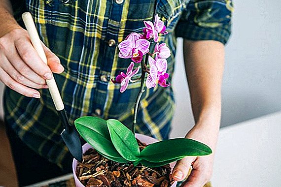 Kuidas hoolitseda orhidee eest kodus?