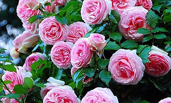 How to care for roses Pierre de Ronsard