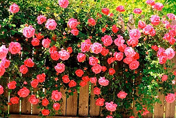 How to care for roses in the spring after winter