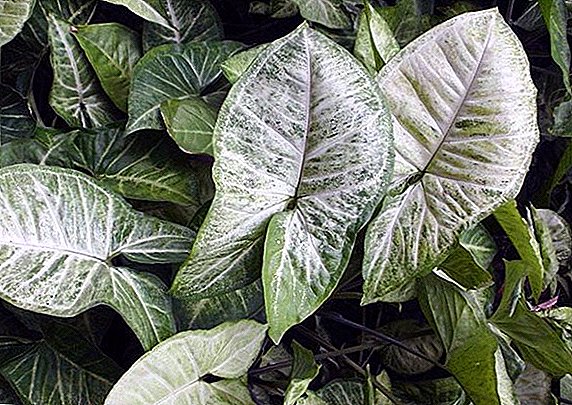 How to care for syngonium, omens and superstitions