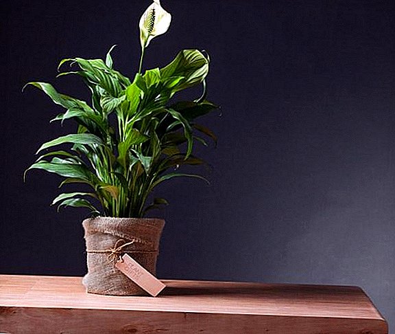 How to care for spathiphyllum, rules for growing a flower at home