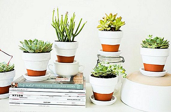 How to care for succulents at home
