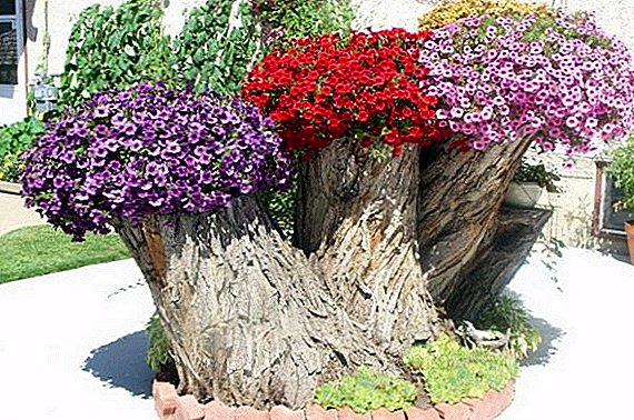 How to decorate a tree stump at the dacha